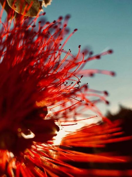 Vernissage fleur rouge